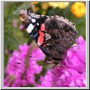 Vanessa atalanta - Admiral 01 steinhuder-meer.jpg